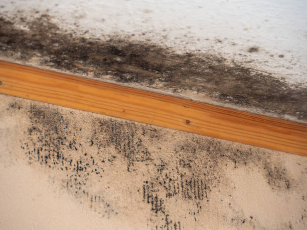 Best Dehumidification Services  in Lovejoy, GA
